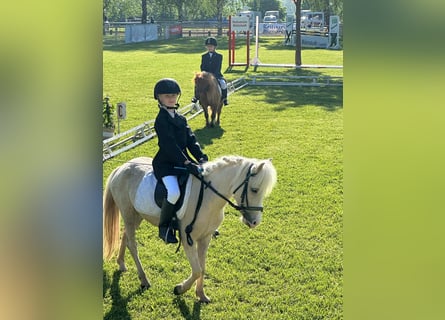 Welsh A (Mountainponny), Sto, 6 år, 115 cm, Palomino