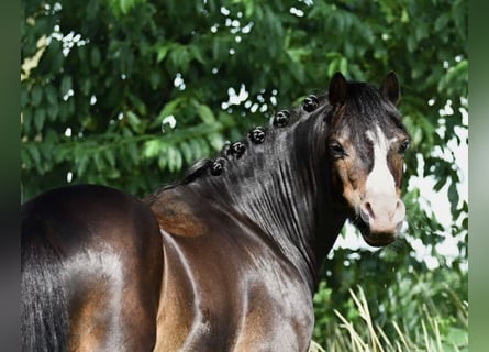 Welsh A (Mountainponny), Valack, 5 år, 117 cm, Svart
