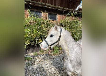 Welsh A (Mountainponny), Valack, 5 år, 123 cm, Grå