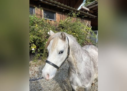 Welsh A (Mountainponny), Valack, 5 år, 123 cm, Grå