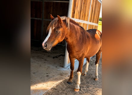 Welsh-A, Castrone, 2 Anni, 118 cm, Sauro