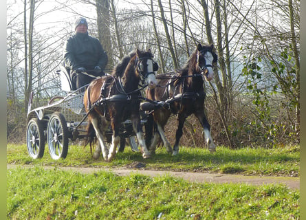 Welsh-A, Castrone, 3 Anni, 117 cm, Morello