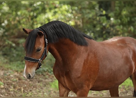 Welsh-A Mix, Castrone, 3 Anni, 121 cm, Baio
