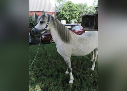 Welsh-A, Castrone, 3 Anni, 124 cm, Grigio