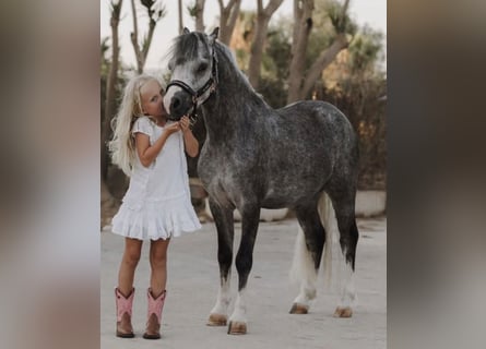 Welsh-A, Castrone, 4 Anni, 120 cm, Grigio