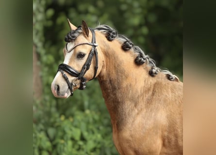 Welsh-A, Castrone, 4 Anni, 121 cm, Pelle di daino
