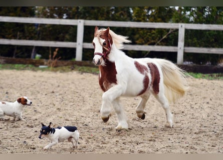 Welsh-A, Castrone, 5 Anni, 107 cm, Pezzato