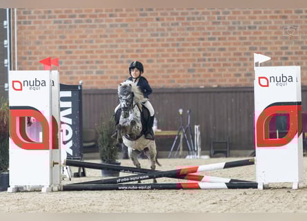 Welsh-A, Castrone, 5 Anni, 114 cm, Leopard