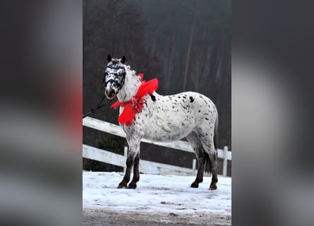 Welsh-A, Castrone, 5 Anni, 114 cm, Leopard