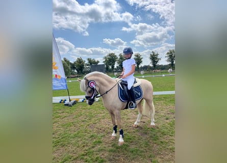 Welsh-A, Castrone, 5 Anni, 117 cm, Palomino