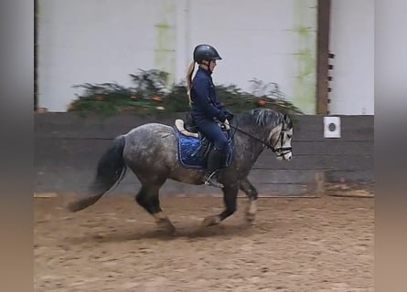 Welsh-A, Castrone, 5 Anni, 123 cm, Grigio pezzato