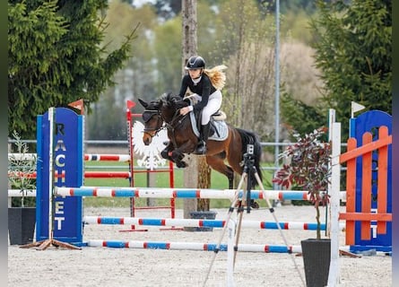 Welsh-A Mix, Castrone, 5 Anni, 128 cm, Baio ciliegia