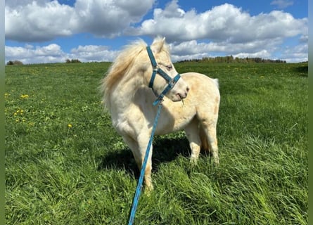 Welsh-A, Castrone, 6 Anni, Cremello