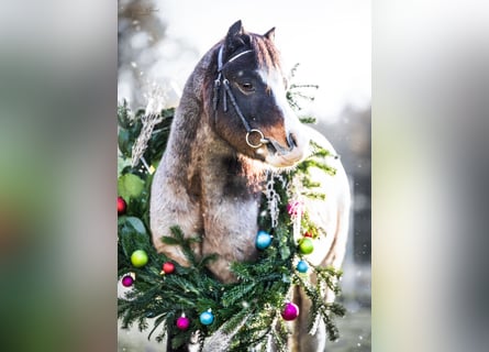 Welsh-A, Castrone, 7 Anni, 118 cm