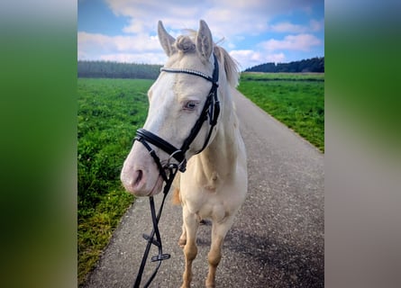 Welsh-A, Castrone, 7 Anni, 125 cm, Cremello