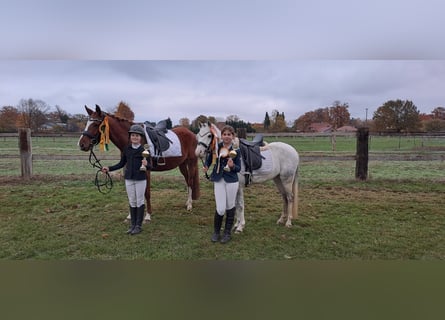 Welsh-A, Castrone, 7 Anni, 128 cm, Grigio