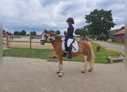 Welsh-A, Castrone, 8 Anni, 125 cm, Red dun