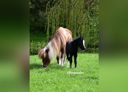 Welsh-A, Étalon, 1 Année, 110 cm, Peut devenir gris