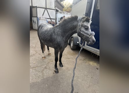 Welsh-A, Étalon, 3 Ans, 115 cm, Gris pommelé