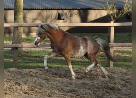 Welsh-A, Étalon, 3 Ans, 117 cm, Alezan