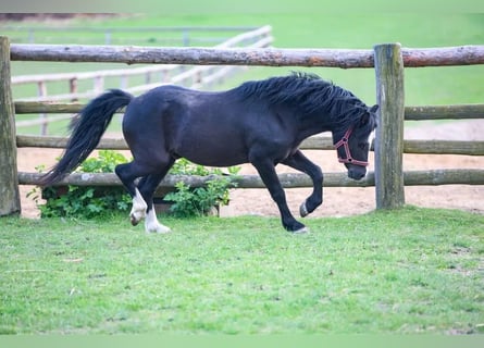 Welsh-A, Étalon, 6 Ans, 115 cm, Noir