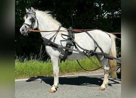 Welsh-A, Étalon, 9 Ans, Gris