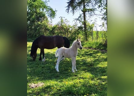 Welsh-A, Étalon, Poulain (03/2025), 125 cm, Cremello