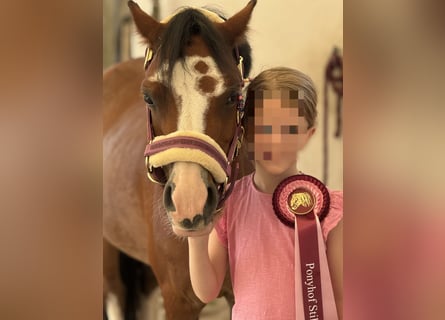 Welsh-A, Giumenta, 10 Anni, 122 cm, Baio