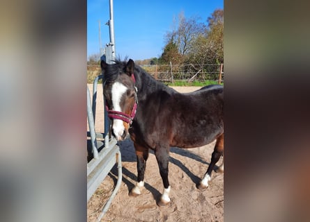 Welsh-A, Giumenta, 14 Anni, 125 cm, Baio scuro