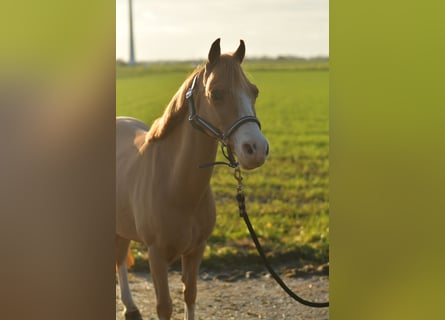 Welsh-A Mix, Giumenta, 16 Anni, 116 cm