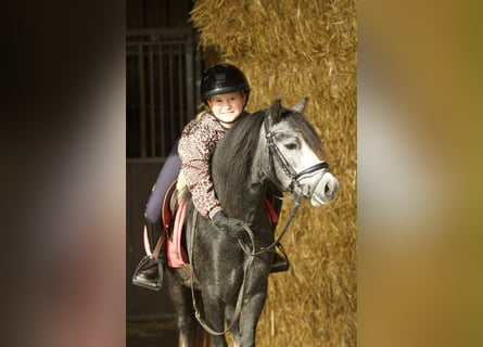 Welsh-A, Giumenta, 3 Anni, 117 cm, Leardo
