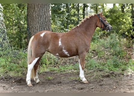 Welsh-A, Giumenta, 3 Anni, 121 cm, Sauro