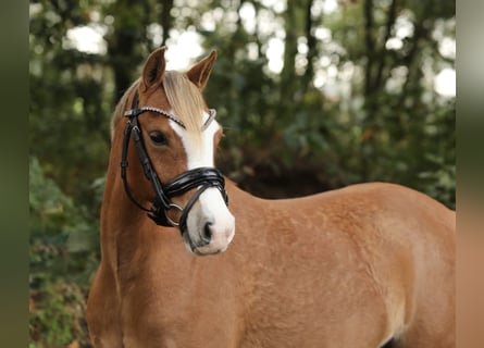 Welsh-A, Giumenta, 3 Anni, 125 cm, Sauro