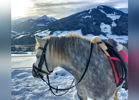 Welsh-A, Giumenta, 4 Anni, Grigio pezzato