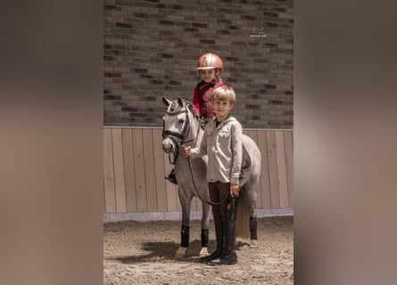 Welsh-A, Giumenta, 5 Anni, 116 cm, Grigio