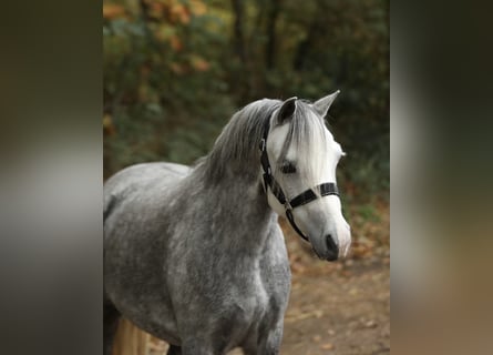 Welsh-A, Giumenta, 6 Anni, 121 cm, Grigio