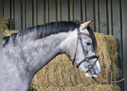 Welsh-A, Giumenta, 6 Anni, Grigio