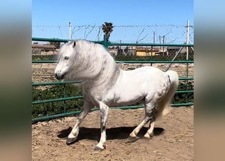 Welsh-A, Hengst, 13 Jaar, 117 cm, Schimmel