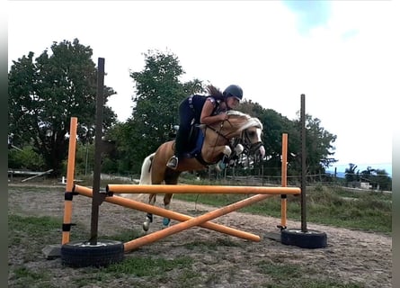 Welsh-A, Hengst, 15 Jahre, 122 cm, Palomino