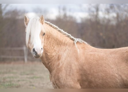 Welsh-A, Hengst, 16 Jahre, 122 cm, Palomino