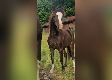 Welsh-A, Hengst, 1 Jahr, 108 cm, Rappe