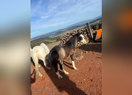 Welsh-A, Hengst, 1 Jahr, 120 cm, Schimmel