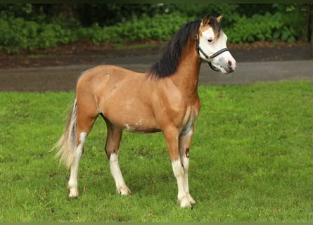 Welsh-A, Hengst, 1 Jahr, 121 cm, Falbe