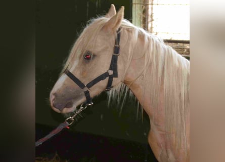 Welsh-A, Hengst, 2 Jaar, Palomino