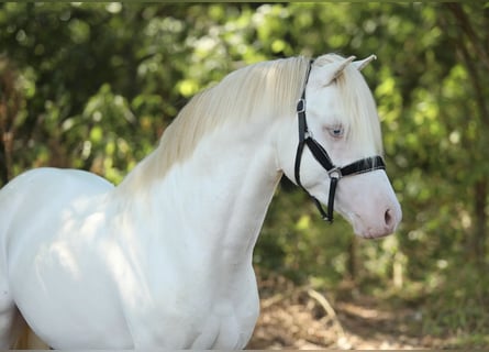 Welsh-A, Hengst, 3 Jaar, 123 cm, Cremello