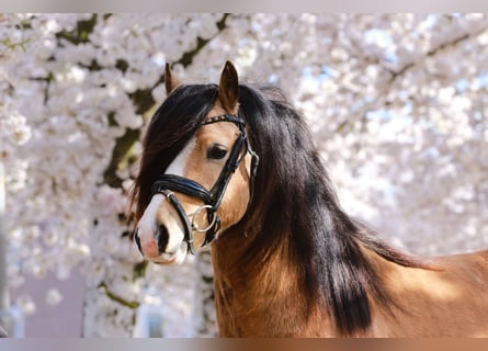 Welsh-A, Hengst, 3 Jahre, 122 cm, Buckskin