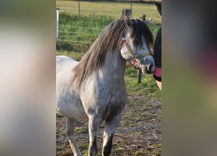 Welsh-A, Hengst, 3 Jahre, Apfelschimmel