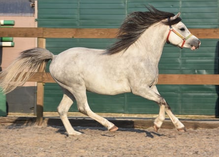 Welsh-A, Hengst, 3 Jahre, Apfelschimmel