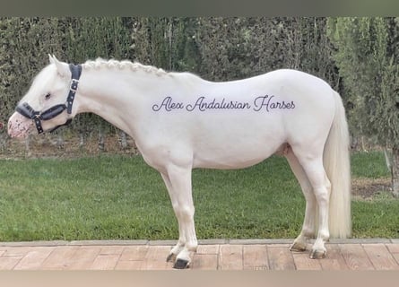 Welsh-A, Hengst, 5 Jahre, 115 cm, Schimmel