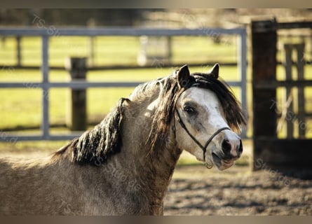 Welsh-A, Hengst, 8 Jahre, 118 cm, Falbe